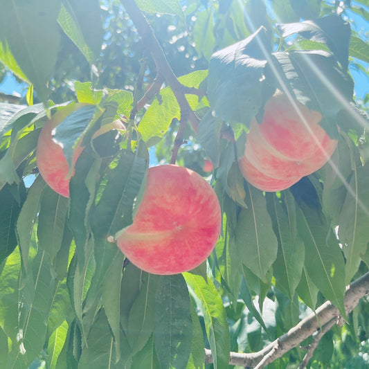 桃づくしの週末。全国から福島へ