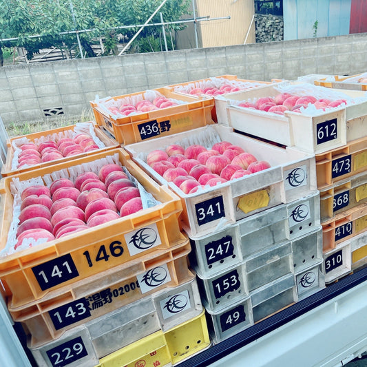 異常気象が生んだ、特別な完熟桃