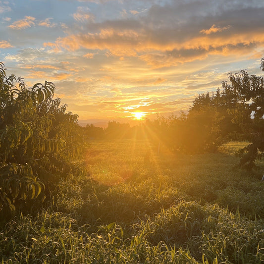 桃畑に昇る朝日と、農業の時間