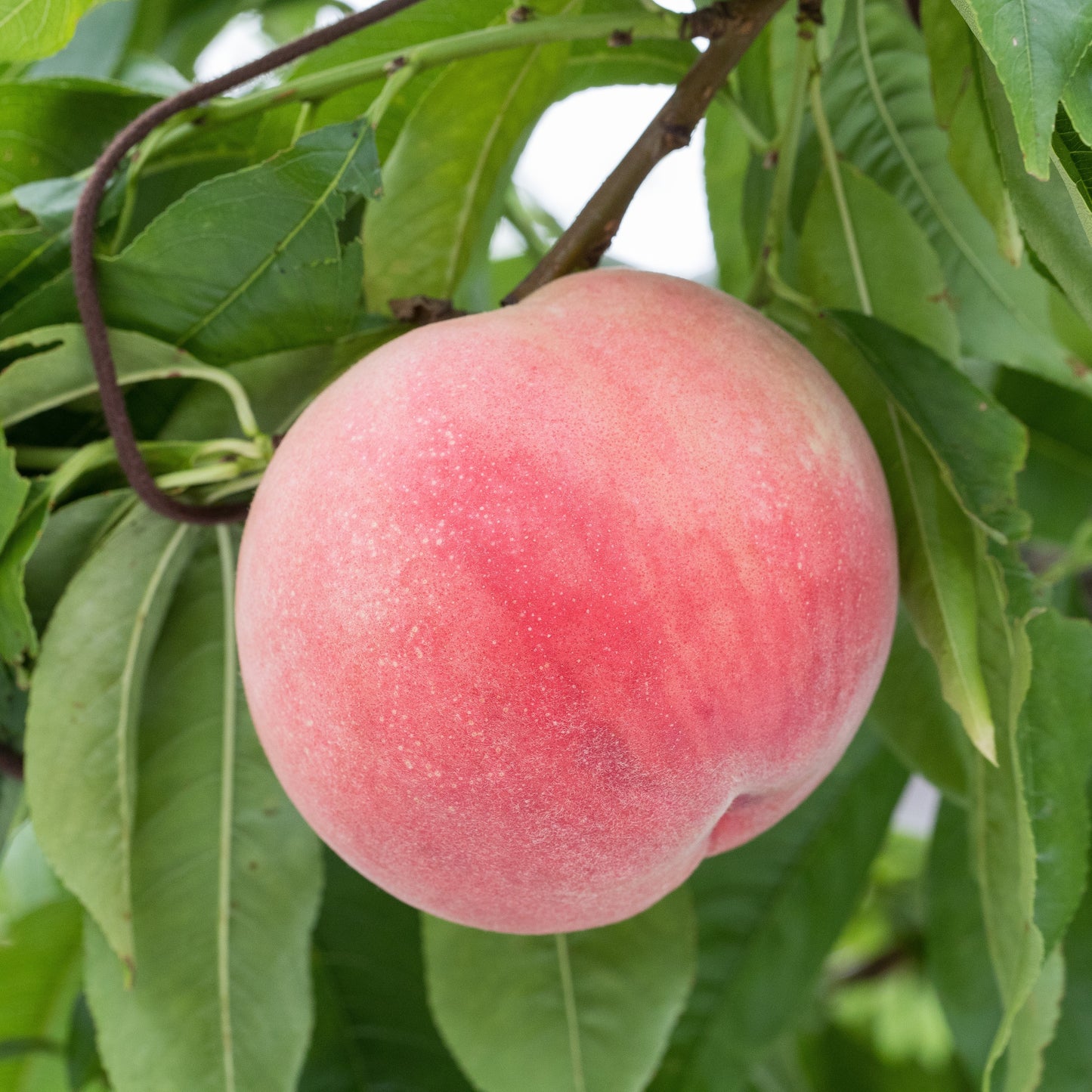 ふくしま応援ポケモン★ラッキーのももふる/ ギフト