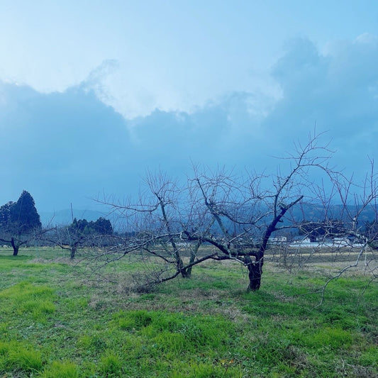 大久保の畑、最後の一年