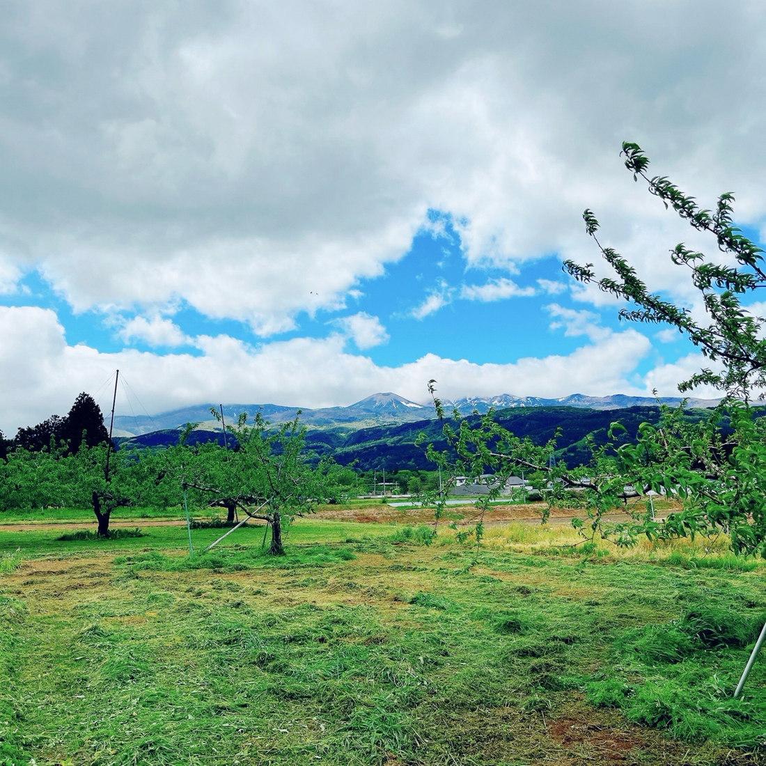 福島の桃とともに、10年。