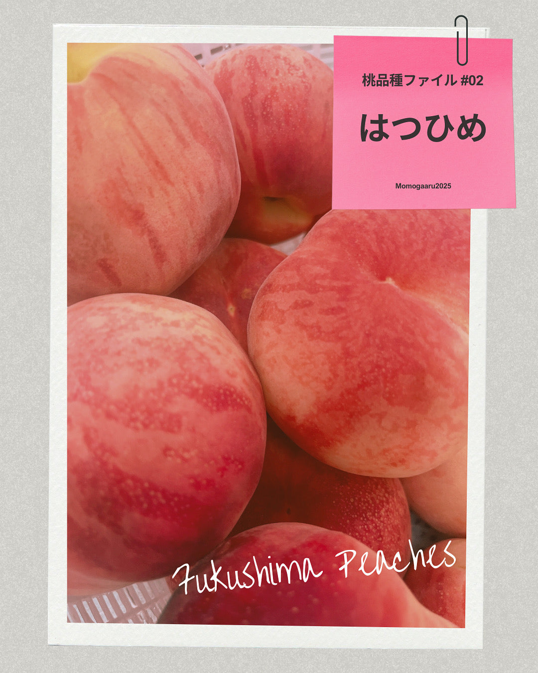 桃の品種 – ももがある