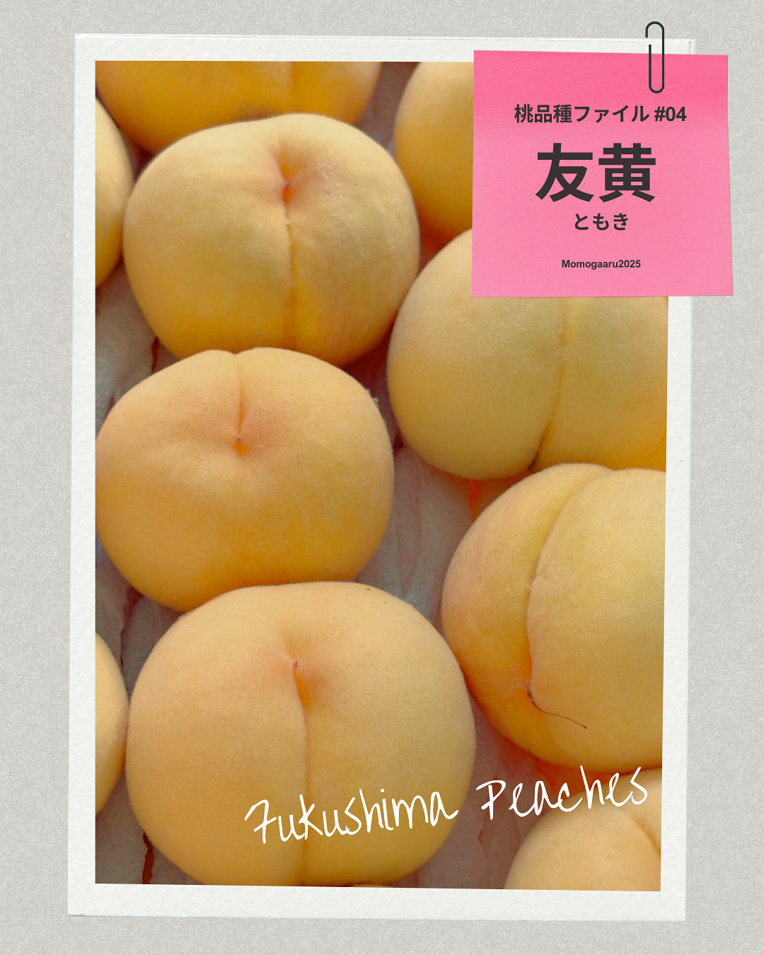 桃の品種 – ももがある