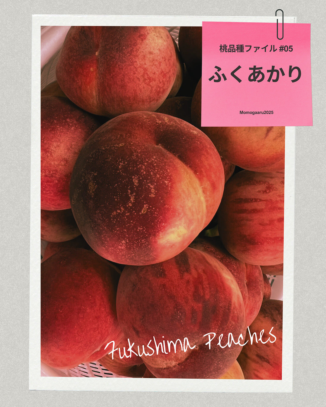 桃の品種 – ももがある
