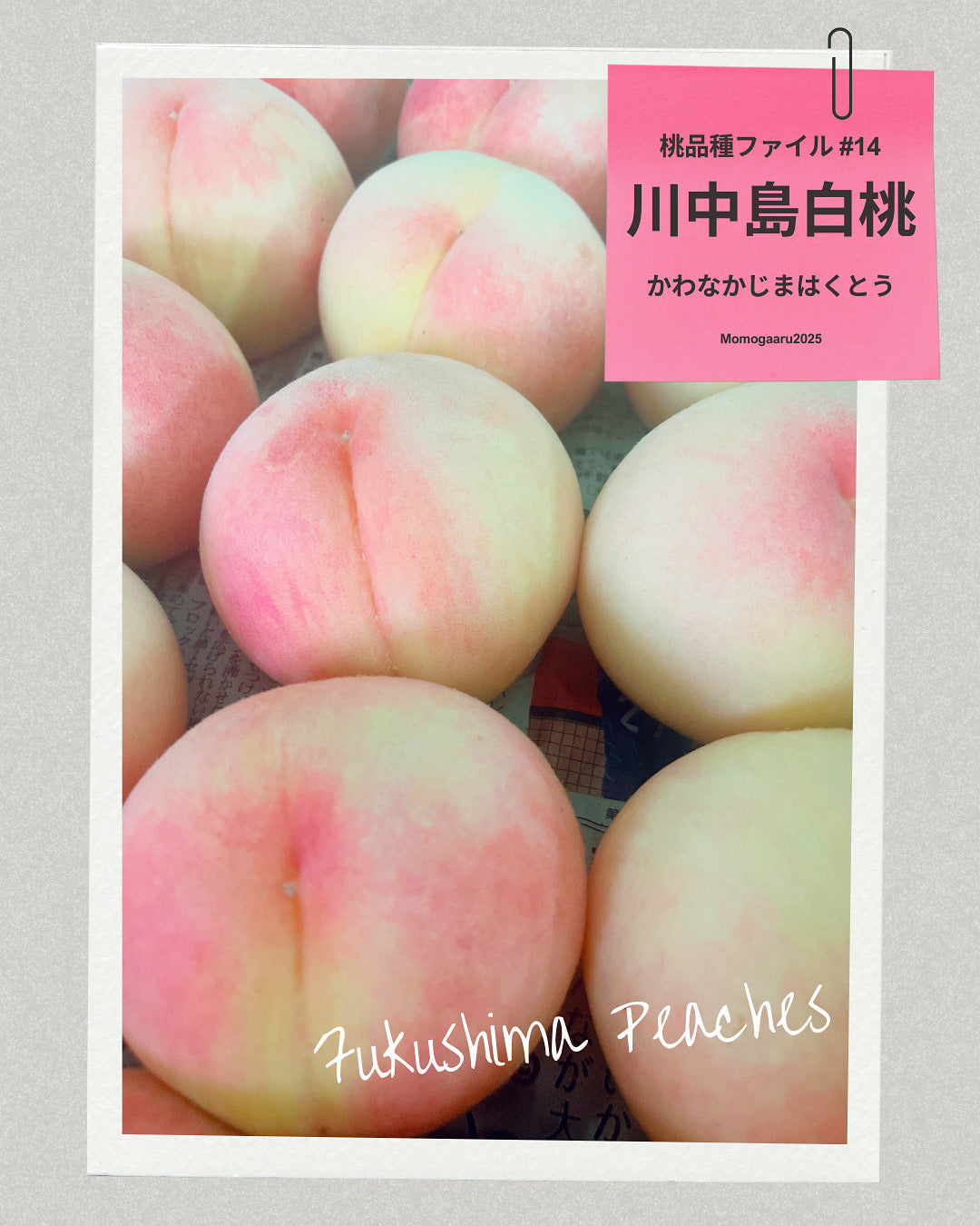 桃の品種 – ももがある