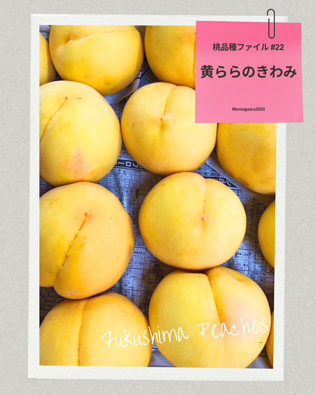 桃の品種 – ももがある