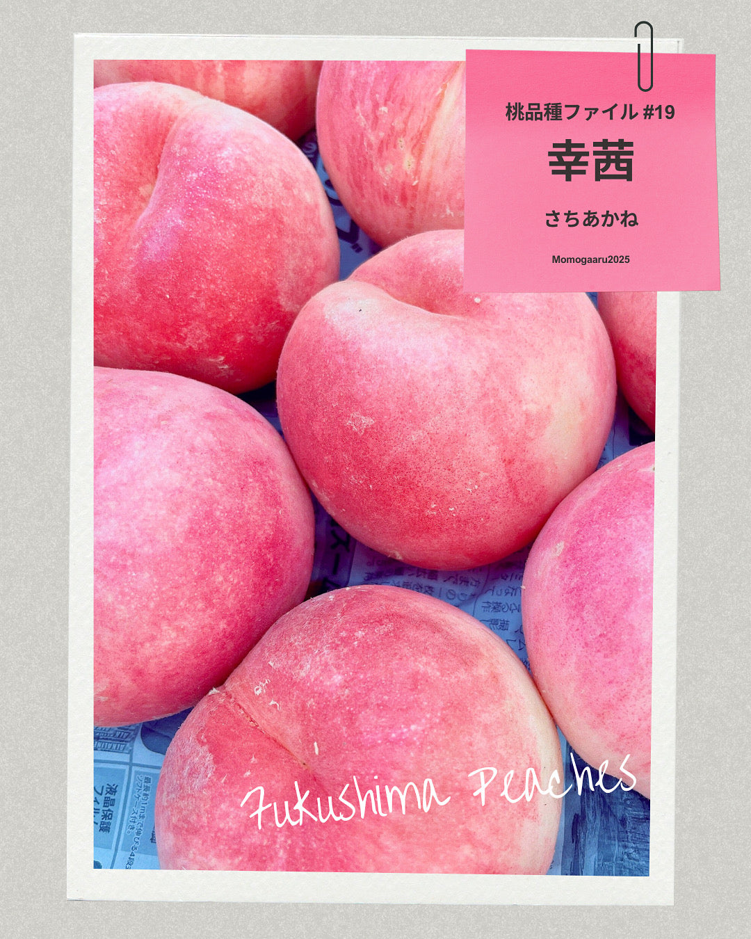 桃の品種 – ももがある