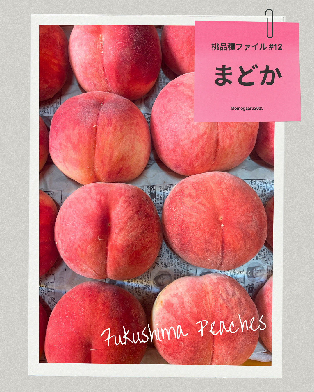 桃の品種 – ももがある
